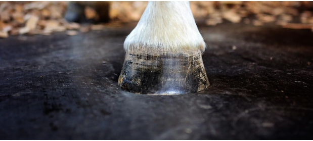 ComfortStall Sealed Orthopedic Flooring improving equine comfort
