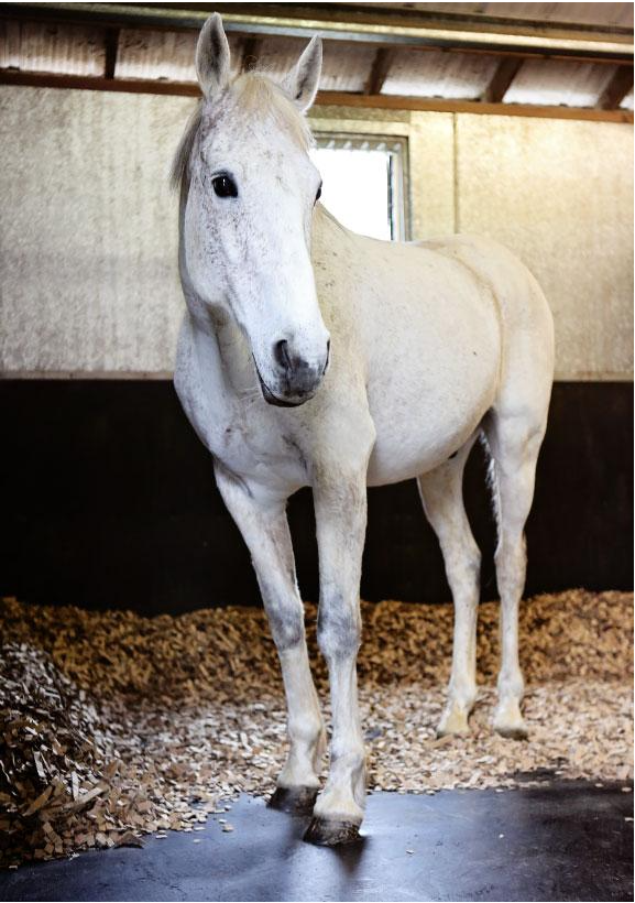 Stable Working System A Week of Stable Management Tips: Work Smarter, Not Harder - Haygain ...