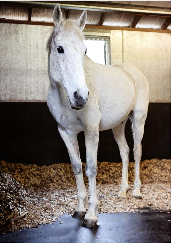 ComfortStall flooring improving horse comfort