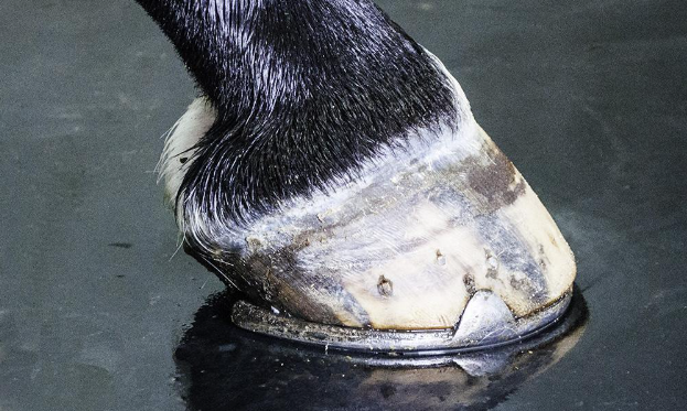 A horse enjoying the comfort of the ComfortStall flooring at PM Farms