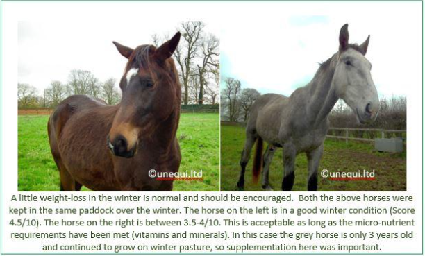 Feeding a horse during winter for weight management