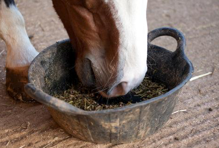 The Impact of Winter on Horse Health: Overcoming the Challenges