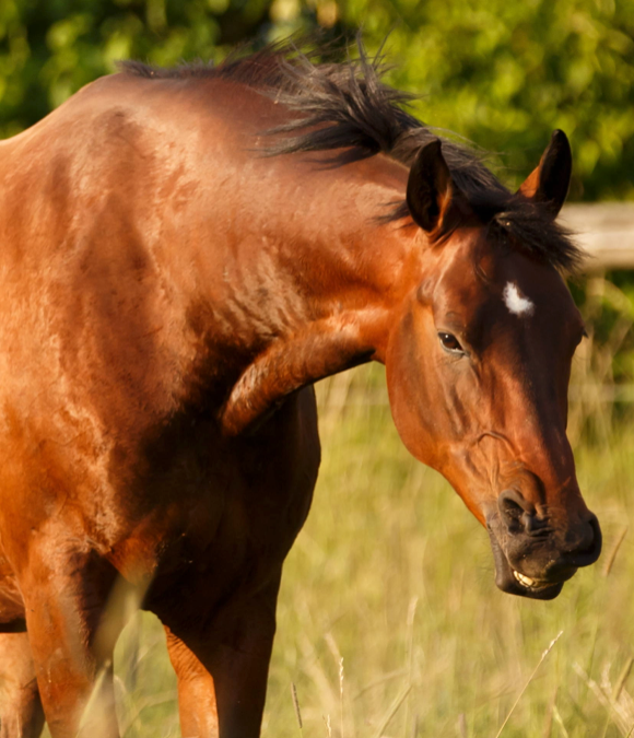 Pioneering Allergen Management with the Haygain Hay Steamer