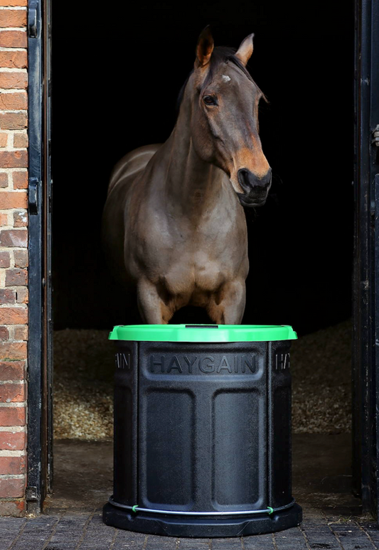 Horse enjoying Haygain's Forager slow feeder