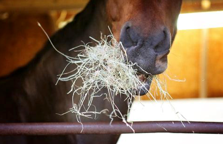 Fighting Equine RAO: The Significant Role of Haygain Hay Steamers in Respiratory Health