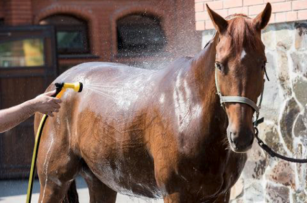 Horse being cooled down during a hot, humid southern summer
