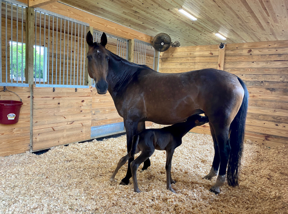 Unico ESH, newborn foal on ComfortStall Flooring
