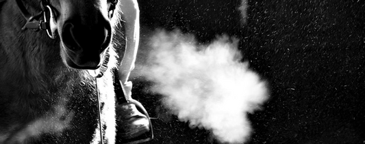 orse with signs of equine asthma, a common respiratory disorder