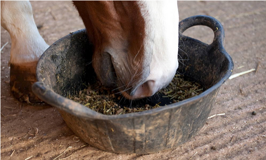 The Key Role of Forage in Preventing Colic: What Every Horse Owner Should Know