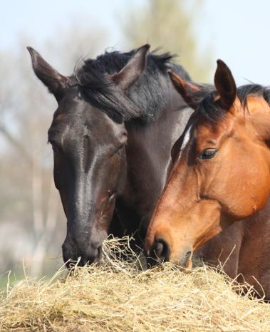 Steamed Hay: A Literal Life Saver for Whendy Godich's Horse