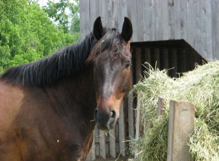 The Impact of Winter on Horse Health: Overcoming the Challenges