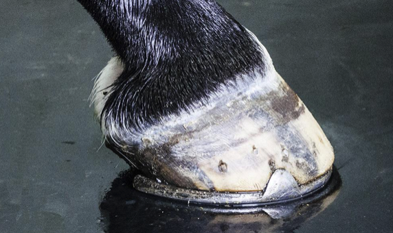 ComfortStall flooring enhancing horse comfort and health at PM Farms