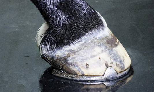 ComfortStall flooring enhancing horse comfort and health at PM Farms