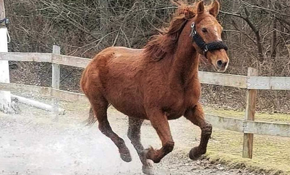 Rescuing Legend the Mustang: The Critical Role of Haygain Hay Steamers in Equine Health