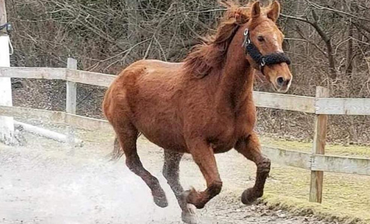 Rescuing Legend the Mustang: The Critical Role of Haygain Hay Steamers in Equine Health