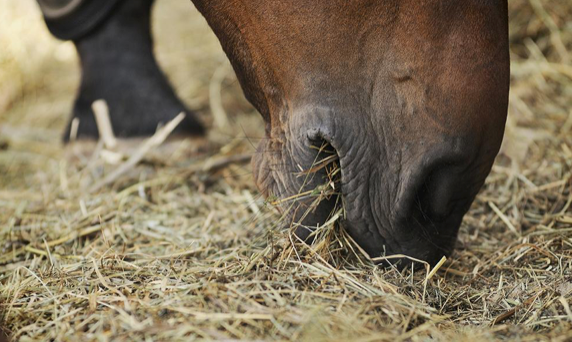 Legend, the Mustang with improved health through Haygain's hay steaming