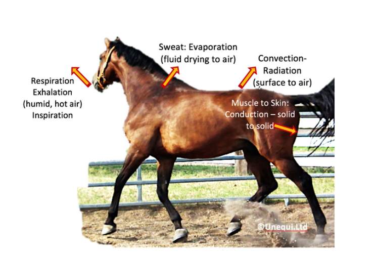 Horse displaying signs of heat stress