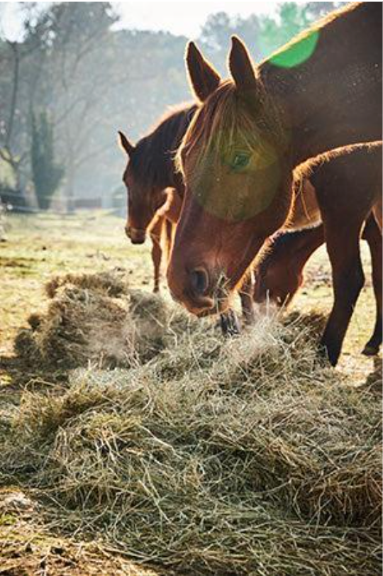 Soaking hay for horses, an environmental concer
