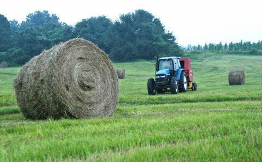 Testing hay quality for optimal horse health