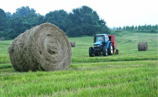 Testing hay quality for optimal horse health