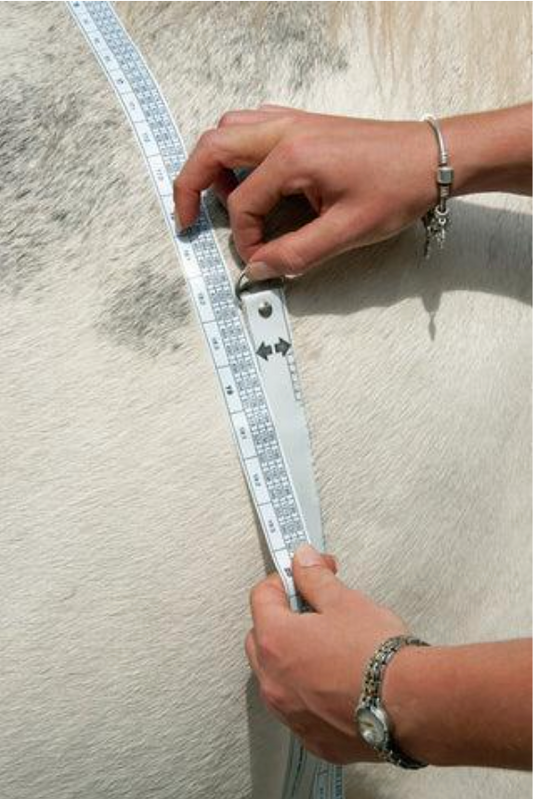 Horse experiencing improved health due to evidence-based changes