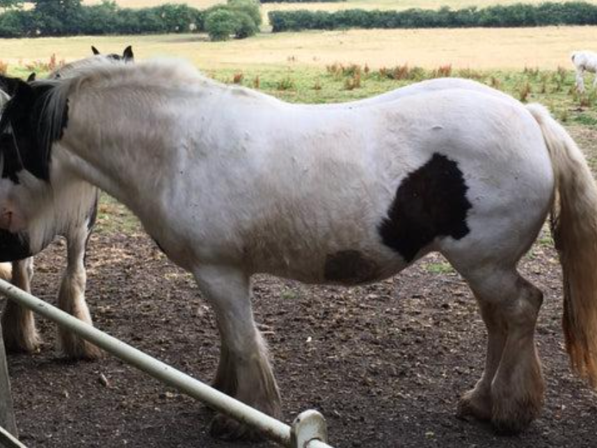 Horse undergoing Body Condition Scoring