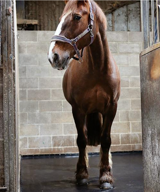 ComfortStall Orthopedic Sealed Flooring System installed at Whillans Equin