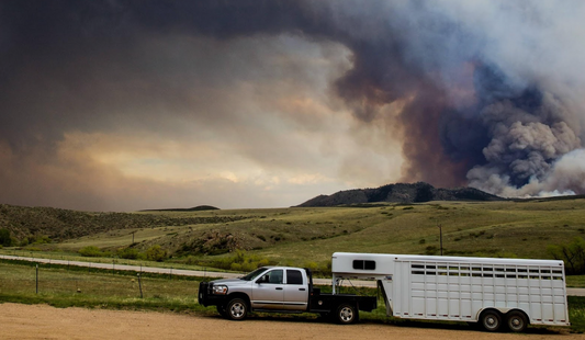 Horse in wildfire smoke