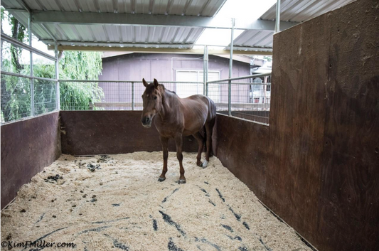 Horse enjoying deep sleep on ComfortStall flooring