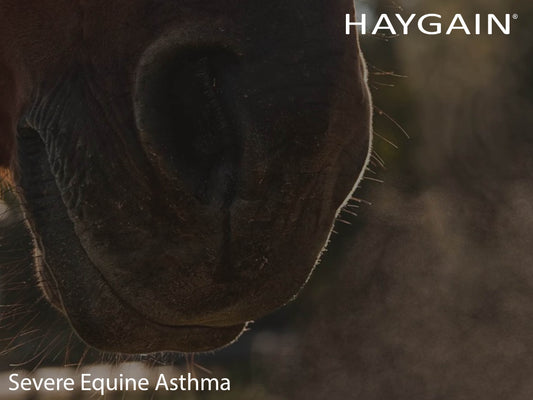 Severe Equine Asthma- how can current research help us understand the specific causes and pathophysiology?