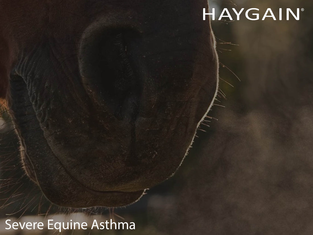 Severe Equine Asthma- how can current research help us understand the specific causes and pathophysiology?
