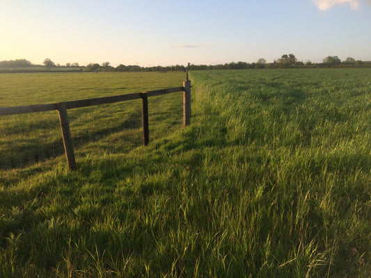 Understanding and managing summer grazing and pasture