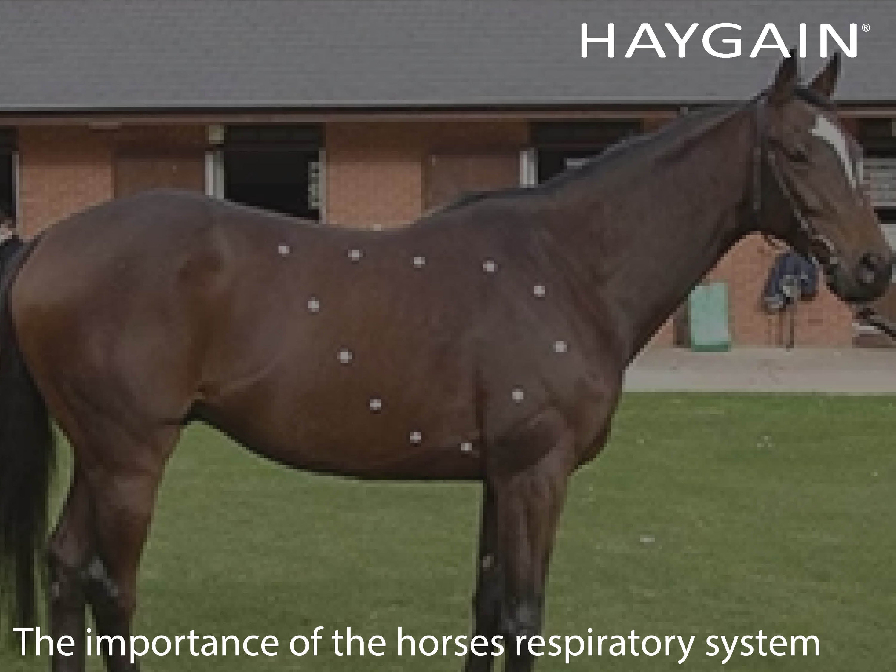 The importance of the horses respiratory system in health and performance by Dr David Marlin - part 1
