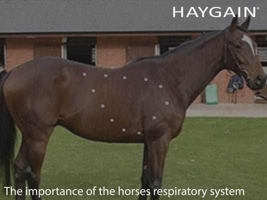 The importance of the horses respiratory system in health and performance by Dr David Marlin - part 1