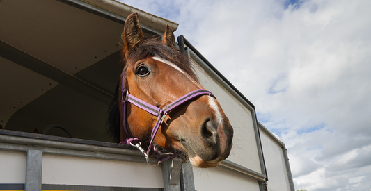 Travelling horses