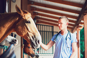 Equine Ulcers Behaviour