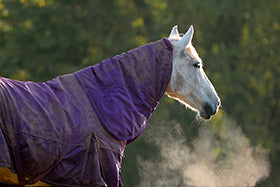 How horses stay warm