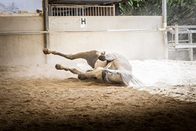 Colic in horses