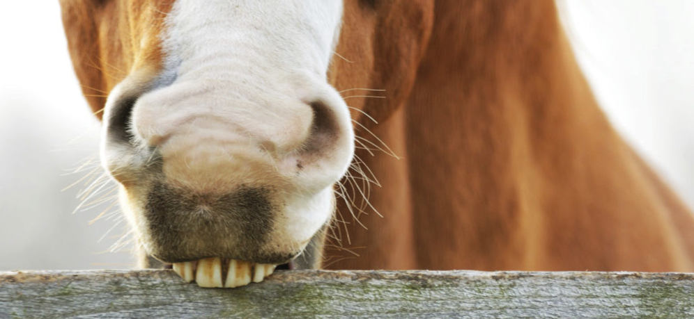 The link between feed intake, behaviour and stereotypes