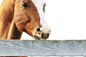 The link between feed intake behaviour and stereotypies