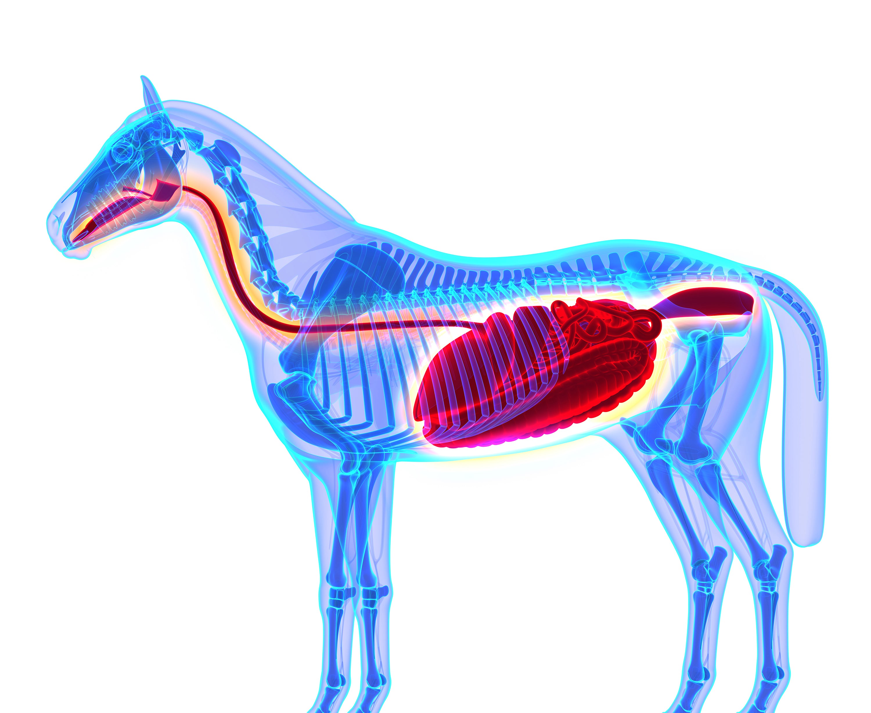 Hindgut microbes and digestive discomfort