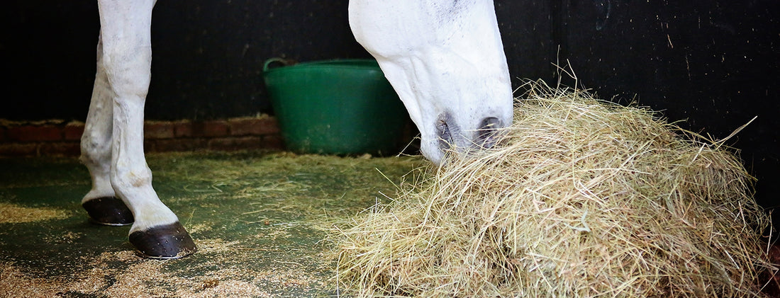 Fibre for the Performance Horse: Something to chew over