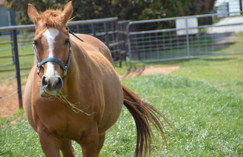 Equine obesity