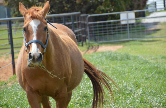 Equine obesity