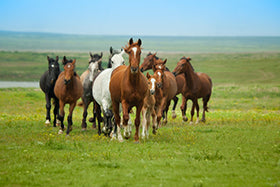 Practical applications of herd dynamics