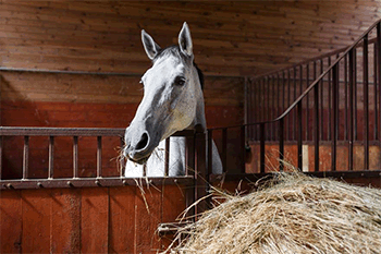 Keeping stabled horses happy and healthy