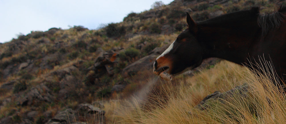 Respiratory problems in horses: Part 1