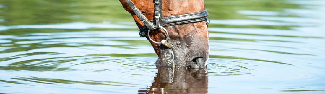 You can lead a horse to water