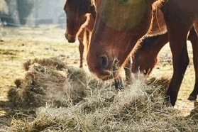 Guide to forages and feeding your horse