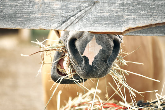 5 Ways Your Horse Says He’s Not Breathing Easy